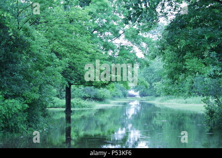 Natürliche dichte Wälder, die von den Frühlingsregen überflutet wurden. Stockfoto