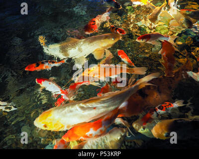 Verschwommenes Bild von bunten Karpfen Fisch im Teich, Weiche bunte Wasser, Fische und Unschärfe Hintergrund Stockfoto