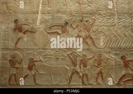 Ägypten. Sakkara. Mastaba des Ti. Relief Darstellung landwirtschaftliche Szene. Detail. 5. Dynastie. Altes Königreich. Stockfoto