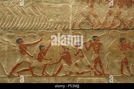 Ägypten. Sakkara. Mastaba des Ti. Relief Darstellung landwirtschaftliche Szene. Detail. 5. Dynastie. Altes Königreich. Stockfoto