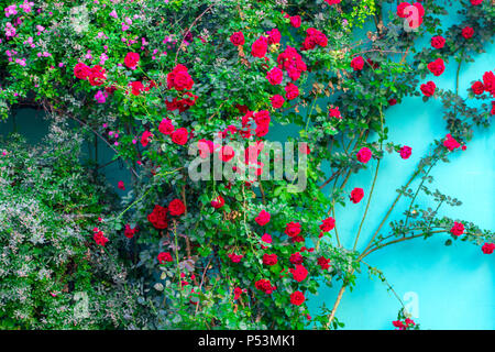 Schöne rote Rosen auf der Fassade am Fenster im alten Haus in der Straße. Stockfoto