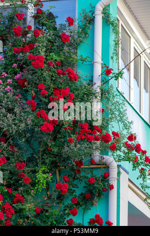Schöne rote Rosen auf der Fassade am Fenster im alten Haus in der Straße. Stockfoto