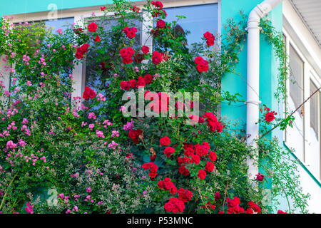 Schöne rote Rosen auf der Fassade am Fenster im alten Haus in der Straße. Stockfoto