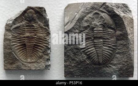 Fossil eines Trilobiten. Ordovizium. 500 Millionen Jahre. In Builth entfernt. Wales. Natural History Museum. London. Vereinigtes Königreich. Stockfoto