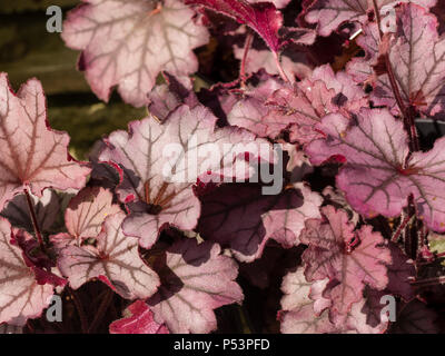 Rot und Silber immergrüne Laub der immergrüne Staude coral Glocken, Heuchera Berry "Zucker" (Little Cutie-Serie) Stockfoto