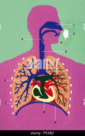 Die atmungsorgane. Schematische Zeichnung.1. Nase 2. Lufteinlass 3. Mund 4. Rachen 5. Trachea 6. Bronchus 7. Bronchiolen 8. Herz 9. Membran. Zeichnung. Farbe. Stockfoto