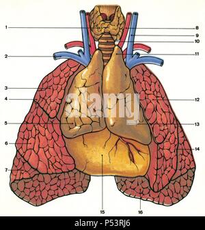 Drüsen. Die anatomische Lage des Thymus in einem Neugeborenen. 1. Schilddrüse 2. Subclavia 3. Lunge nach rechts 4. Oberen Nocken 5. Rechte Vorsprung des Thymus 6. Mitte lobe 7. Minderwertige lobe 8. Halsschlagader 9. Der Vena jugularis interna 10. Trachea 11. Horn links Thymus 12. Lunge 13 Links. Lobe des Thymus14 Links. Interlobular Spalte 15. Herzbeutel beschichtet Herz 16. Diaphragmahernien Oberfläche der linken Lunge. Zeichnung. Farbe. Stockfoto