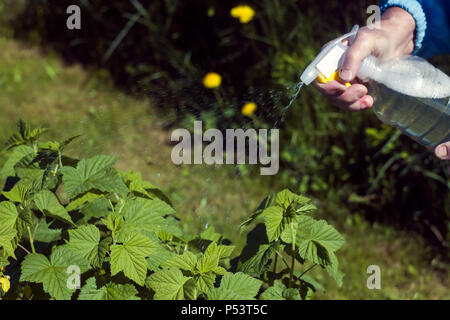 Kampf gegen Blattläuse im Garten mit einem Pestizid Lösung Stockfoto