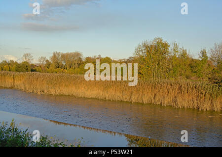 Bäume und Reed in den Sumpf an einem sonnigen Tag in Gentbrugse Mersen Nature Reserve, Flandern. Stockfoto