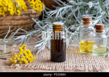 Eine Flasche Öl mit frischen blühenden Helichrysum italicum Anlage Stockfoto