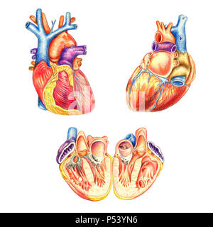 Das menschliche Herz gesehen von der Vorderseite, hinter längs geschnitten und, Hand gezeichnet medizinische Illustration, Farbe Bleistift Zeichnung mit Imitation der Lithographie Stockfoto