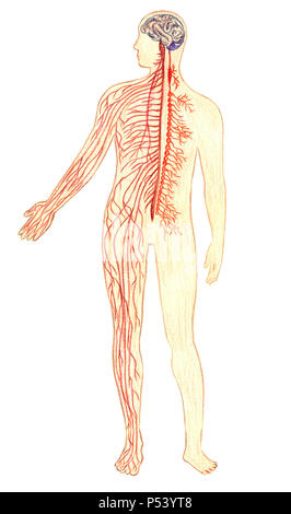 Das menschliche Nervensystem, Hand gezeichnet medizinische Illustration, Farbe Bleistift Zeichnung mit Imitation der Lithographie