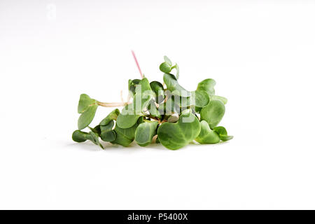 Microgreen daikon Zweige auf weißem Hintergrund Stockfoto