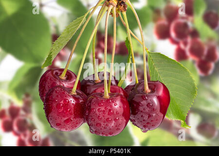 Bündel von Süßkirschen auf Ast. Prunus avium. Schöne Nahaufnahmen von reifen roten Beeren, grüne Blätter, Stängel und Wassertropfen im Frühjahr Obstgarten. Stockfoto