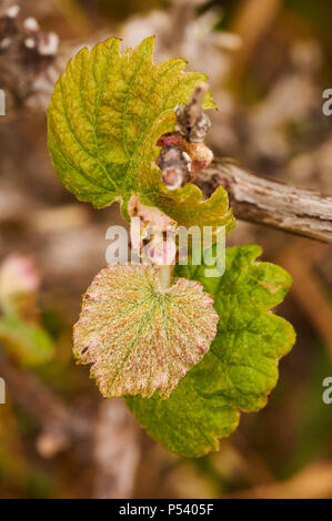 Gemeinsame Weinrebe (Vitis vinifera) Knospen und junge Blätter in einem weinstock Plantage in Ses Salines Naturpark (Formentera, Balearen, Spanien) Stockfoto