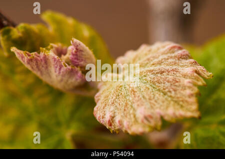 Gemeinsame Weinrebe (Vitis vinifera) Knospen und junge Blätter in einem weinstock Plantage in Ses Salines Naturpark (Formentera, Balearen, Spanien) Stockfoto