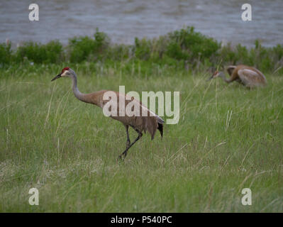 Ein erwachsener Sandhill Crane zu Fuß durch hohes Gras mit einem Fluss im Hintergrund. Die elegante Kran hat Tan und grauen Federn, eine Feder treiben und ein Stockfoto