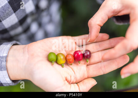 Different stages of coffee berries in hands (red, green, orange, yellow, purple) Stockfoto