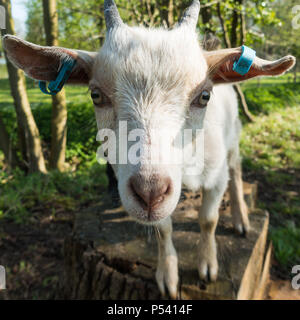 Nahaufnahme Gesicht der afrikanischen Pygmy goat tragen Ohrmarken stehend auf einem hölzernen stumpf Stockfoto
