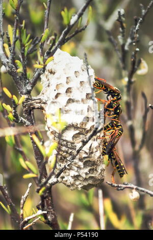 Schließen Sie herauf Bild von Wespen Interaktion auf ihrem Nest im Freien während des Tages. Stockfoto