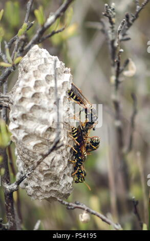 Schließen Sie herauf Bild von Wespen Interaktion auf ihrem Nest im Freien während des Tages. Stockfoto