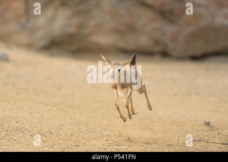 Baby impala vor Freude hüpfend Stockfoto