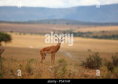 Männliche Impala stehend in der Savanne Stockfoto