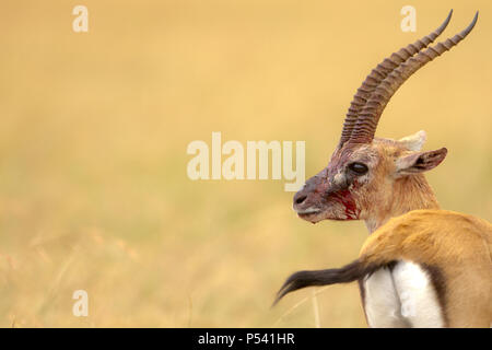 Verletzte Thomsons gazelle im Blut Stockfoto