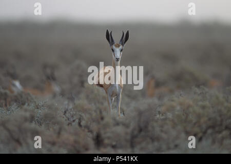 Gazelle in der Wildnis Stockfoto