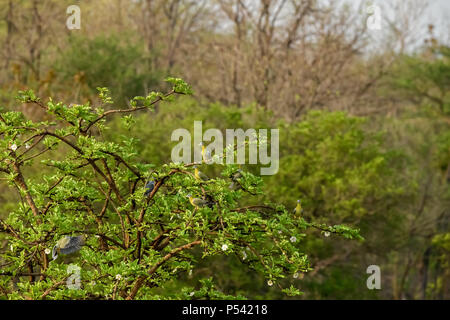 Yellow footed grüne Tauben sind um Berry Bäume Fütterung auf die Beeren in bharatpur im Winter gefunden Stockfoto