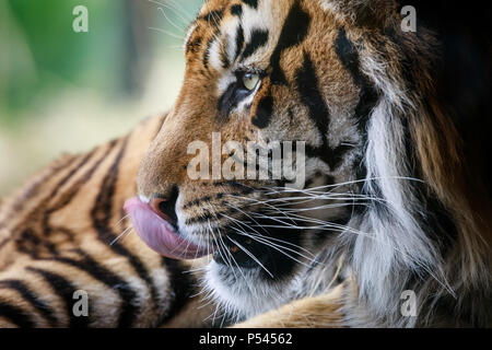 Close up Profil Porträt einer männlichen Sumatra Tiger, Jae Jae Stockfoto