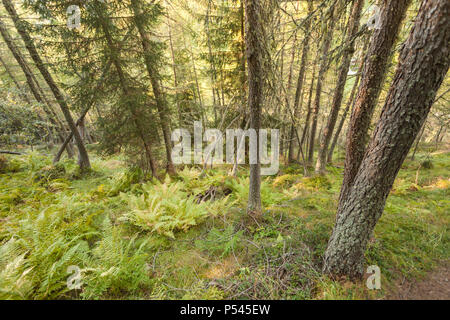 In einem typischen Wald der Lärchen in den italienischen Alpen Stockfoto