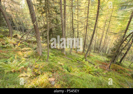 In einem typischen Wald der Lärchen in den italienischen Alpen Stockfoto