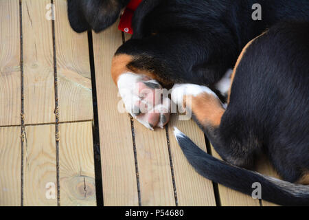 Nahaufnahme eines Schweizer Sennenhund Welpen paw und Pads. Liegend auf einer Holzterrasse. Stockfoto