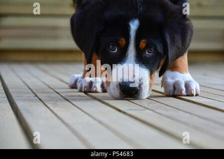 Schweizer Sennenhund Welpen direkt suchen und in die Kamera schließen mit Welpen Augen. Auf der Holzterrasse und schnüffeln die Beläge Stockfoto