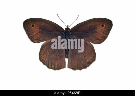 Wiese braun Schmetterling - männlich - auf weißem Hintergrund Stockfoto