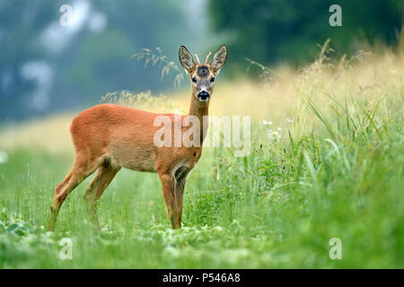 Junge roe Buck stehend in einem Feld und schauen in die Kamera Stockfoto