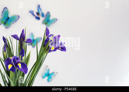 Purple Iris auf weißem Hintergrund mit Schmetterlingen Stockfoto