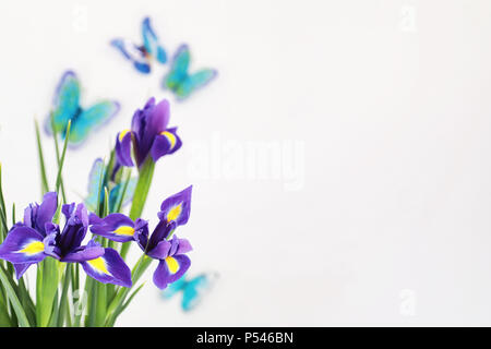 Purple Iris auf weißem Hintergrund mit Schmetterlingen Stockfoto