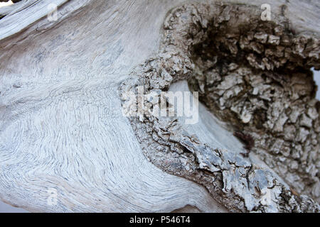 Holz Textur eines Bonsai, wilden Ölbaum, acebuche Stockfoto