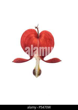 Eine Nahaufnahme von einem einzigen roten Blume des blutenden Herzen Lamprocapnos californica (Campanula pyramidalis) gegen einen weißen Hintergrund ausschneiden Stockfoto