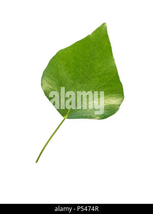 Ein Schnitt aus einem einzelnen Reifen ivy Leaf Stockfoto