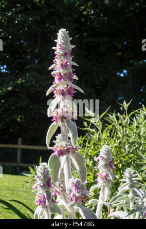 Das Ohr des Lamm in Blume, Stachys in Devon Garten. Oft hat die Blüten abgeschnitten und für die Masse verwendet. Stockfoto