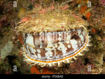 Orange - Mund thorny Oyster (Spondylus varius) öffnet er den Mund für die Jagd. Bunaken Island, Indonesien. Die Natur ist der größte Künstler Stockfoto