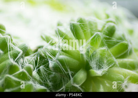 Eine Makroaufnahme von bunten grün Sukkulenten an einem sonnigen Tag Stockfoto