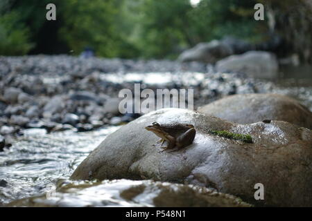 Wenig Wasser Frosch Sitzend durch den Fluss auf dem Stein Stockfoto