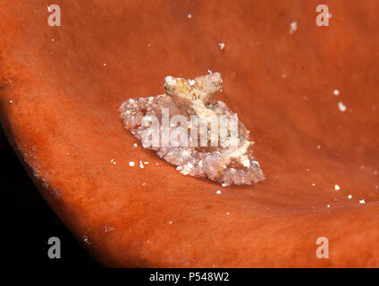 Weiß-V Octopus (Abdopus sp.) Jugendlichen ruht auf Coral von Lembeh Strait Stockfoto