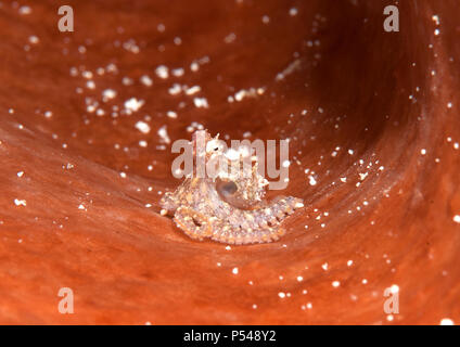 Weiß-V Octopus (Abdopus sp.) Jugendlichen ruht auf Coral von Lembeh Strait Stockfoto