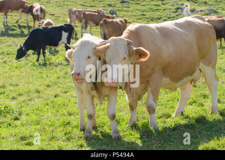 Kuh mit ihrem Kalb in Herde weiden auf frische grüne Alm Stockfoto