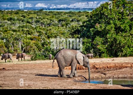 Afrikanische Elefanten und Warzenschweine Stockfoto